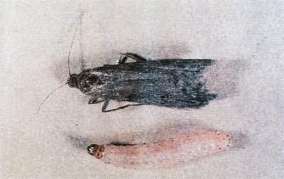 İncir kurdu ergin ve larvası